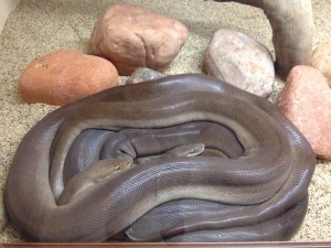 Kings Canyon & Alice Springs-097